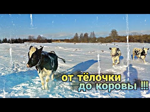 Видео: Как получить молочную корову // ПОИМ ТЕЛЯТ ПРАВИЛЬНО !!!