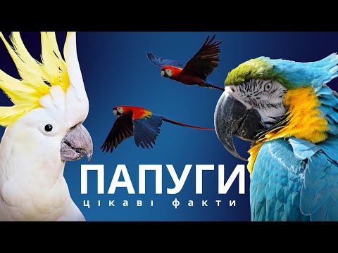 Видео: ПАПУГИ: 20 цікавих фактів.
