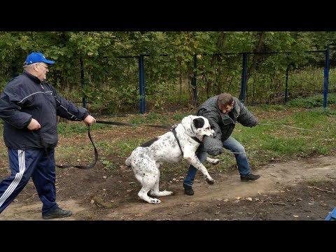 Видео: АЛАБАЙ В ДЕЛЕ! Алабай - огромный защитник и лучший друг.