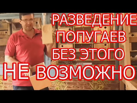 Видео: Разведение волнистых попугаев.Лотки для яиц.Вертолетчики.