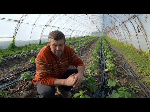 Видео: БЪЛГАРСКАТА ГРАДИНАРСКА ТРАДИЦИЯ част 26