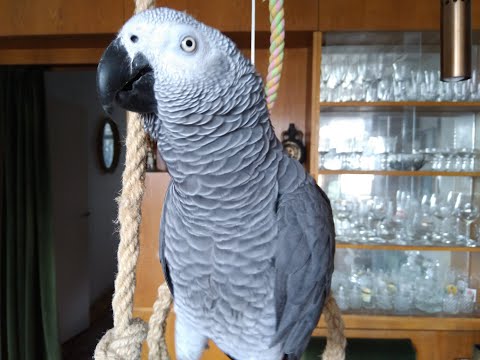 Видео: Папагалът Джаро /хубавеца/ - "Аз съм българче, обичам........"