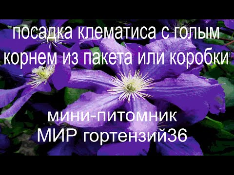 Видео: ПОСАДКА КЛЕМАТИСА ИЗ ПАКЕТА