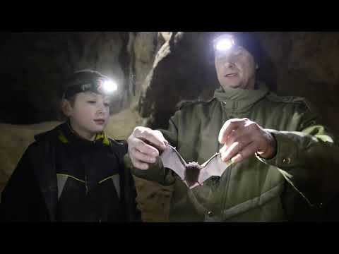 Видео: Где зимуют летучие мыши  Водяная ночница.