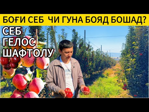 Видео: Ниҳолҳои себ, гелос, шафтолу аз Самарқанд