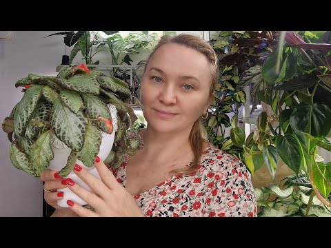 Видео: Обзор пеперомий,пелеоний,крассул,дисхидий #top #plants #обзор #цветы #растения #garden #gardenplants