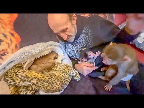 Видео: От родившихся львят ОТКАЗАЛАСЬ МАМА, посмотрите как их ПРИНЯЛИ Люся со Степашкой?!