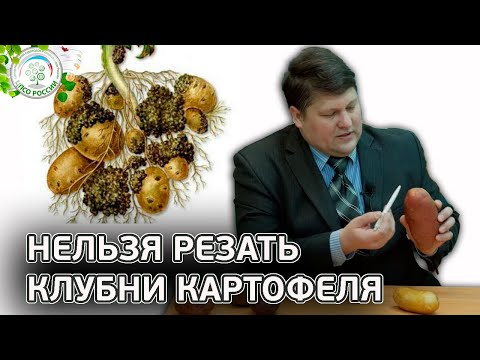 Видео: Почему нельзя резать клубни картофеля. Как резать картофель для посадки.