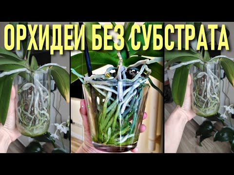 Видео: НЕБЫВАЛОЕ КОЛИЧЕСТВО ЦВЕТОНОСОВ - ОРХИДЕЯ В ПУСТОЙ СТЕКЛЯННОЙ ВАЗЕ БЕЗ СУБСТРАТА. АВТОПОЛИВ ОРХИДЕЙ!