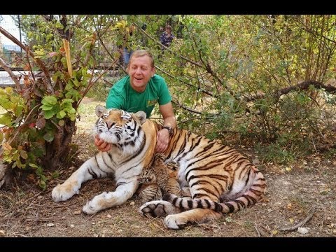 Видео: ЭКСТРЕННЫЙ  ВЫПУСК !!! Родила  амурская тигрица МЫ В ВОЛЬЕРЕ  !Amur tigress gave birth !