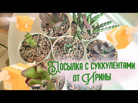 Видео: Посылка суккулентами от Ирины