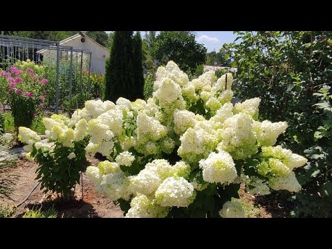 Видео: Начало цветения метельчатых гортензий.