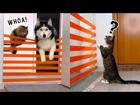 Видео: 9 уровней испытаний для хаски и котов — кто сдастся первым?