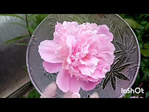 Видео: 316🌺 Пионы. Лосьон для лица из лепестков  пиона в домашних условиях