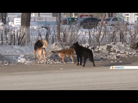 Видео: В Ачинске догхантеры угрожают подкармливающим бродячих собак зоозащитникам