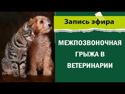 Видео: Межпозвоночная грыжа в ветеринарии. Как диагностировать и лечить?