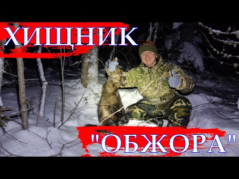 Видео: ОХОТА НА СОБОЛЯ Серия № 18 Попались хищники