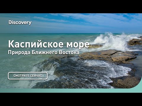 Видео: Каспийское море | Природа Ближнего Востока | Discovery