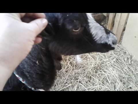 Видео: Ласуня и другие козы ламанча.Goat lamancha.