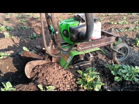 Видео: Нові можливості мотокультиватора. Обгортаємо картоплю мотокультиватором Кентавр