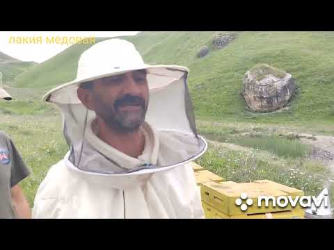 Видео: 20.07.24 Таможня не против, если пчёлки на против.