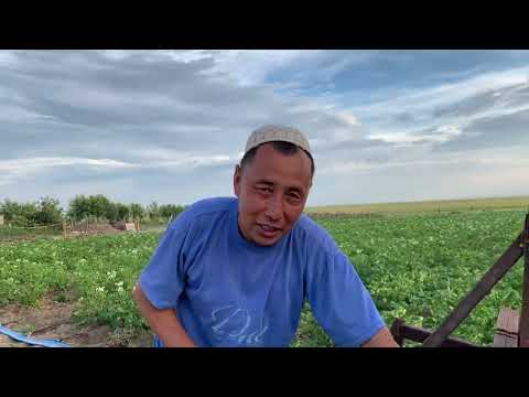 Видео: Картоп түптегіш(окучник для картофеля)