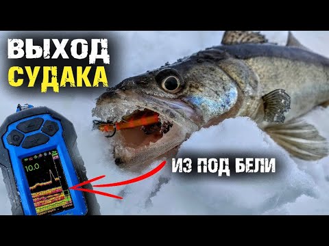 Видео: Судак пять штук с лунки! С практиком 8 нашел бель и понеслось!