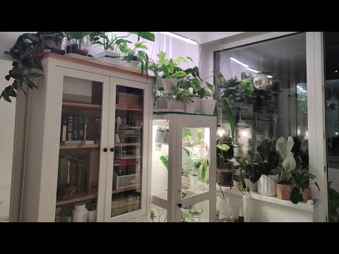 Видео: Всё об уходе за комнатными растениями и даже больше