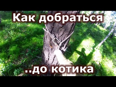 Видео: Палка-выручалка - установка верёвки на ствол дерева