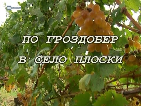 Видео: Щрихи от нашите села - в наше село Плоски