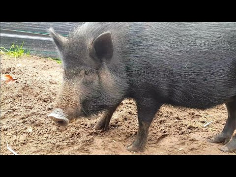 Видео: ИСТОРИИ ПРО ХУТОР В ЛЕСУ,ТЕХНИКУ И ПАСЕКУ. ХУТОРСКИЕ БУДНИ.