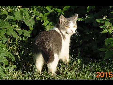 Видео: Сat stories.часть 1