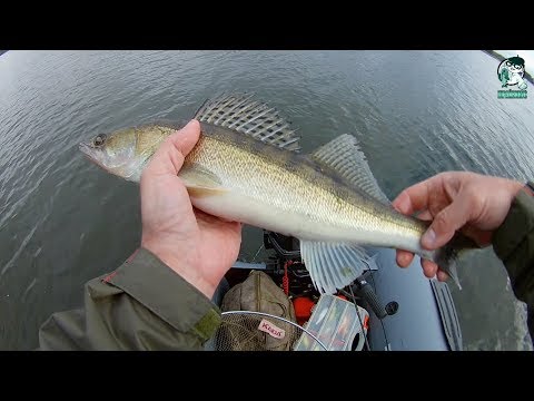 Видео: Яузское водохранилище.  Троллинг на судака
