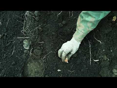 Видео: Как я сажаю чеснок
