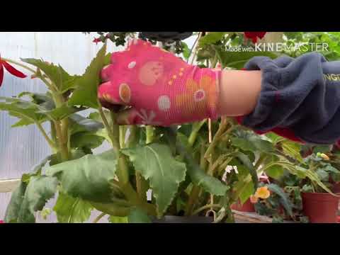 Видео: Бегония гулдорун формага келтируу | Жазга кам коруу