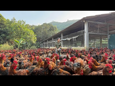 Видео: Процесс выращивания местных кур — секрет успеха в фитотерапии.