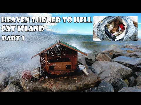 Видео: Кошачий рай за один день превратился в ад. Часть 1.