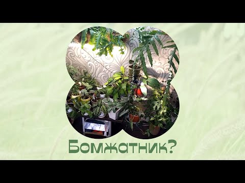 Видео: Комнатные растения в интерьере. Для моих постоянных друзей!