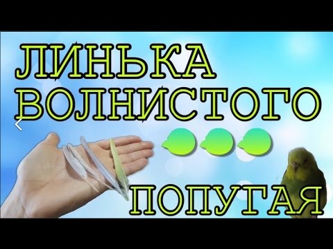 Видео: Линька у волнистого попугая. Тоша и Лайма сильно линяют. Что делать когда попугай линяет