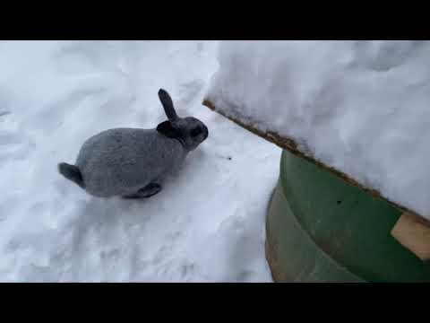 Видео: Выпустили крольчиху из клетки к кролу Диогену, на случку в вольер. Мои кролики. Дачная Жизнь ТВ.