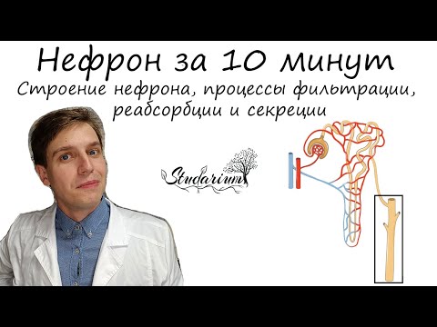 Видео: Строение нефрона за 10 минут | Процессы фильтрации, реабсорбции и секреции