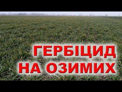 Видео: Какие ГЕРБИЦИДЫ СНИЖАЮТ УРОЖАЙ на пшенице  ???