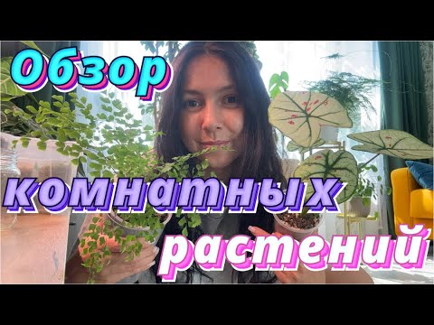Видео: Моя коллекция комнатных растений🌿 Обзор комнатных растений #3