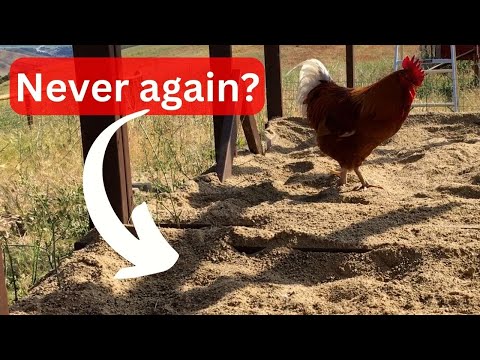 Видео: Лучшая подстилка для курятников | Что использовать и что НЕ использовать