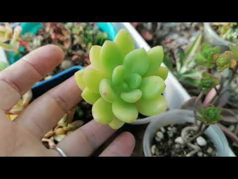 Видео: 15 сентября 2025 г. Суккуленты в наличии.