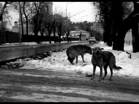 Видео: Таял. Федоров Л.