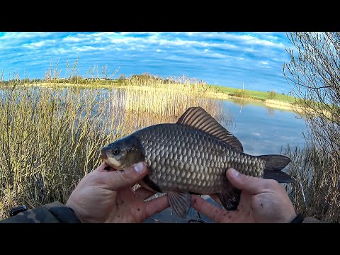 Видео: КРУПНЫЕ КАРАСИ РВУТ ПОВОДКИ С КРЮЧКАМИ! ЛОВЛЯ КРУПНЫХ КАРАСЕЙ-ЛАПТЕЙ В ТРОСТНИКОВЫХ ДЕБРЯХ НА КИВОК!