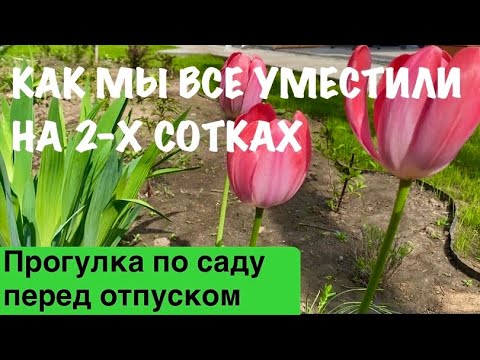 Видео: 🍀На 2-х сотках растет всё!|Прогулка по саду перед отпуском|Посадили виноград🍇