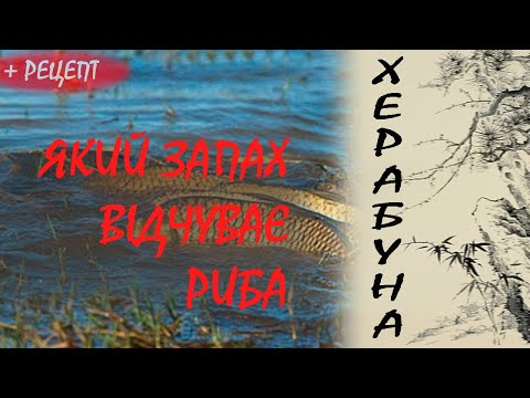 Видео: Роками перевірений рецепт тіста для херабуни.