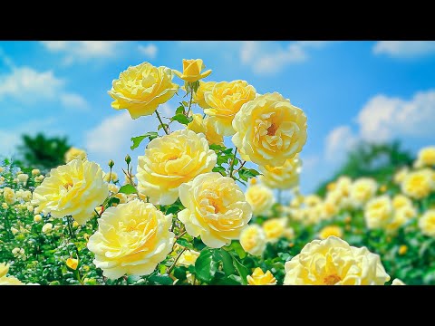 Видео: Мягкая музыка для внутреннего покоя 🌿Лекарство от тревожных расстройств, депрессии, исцеление раз...